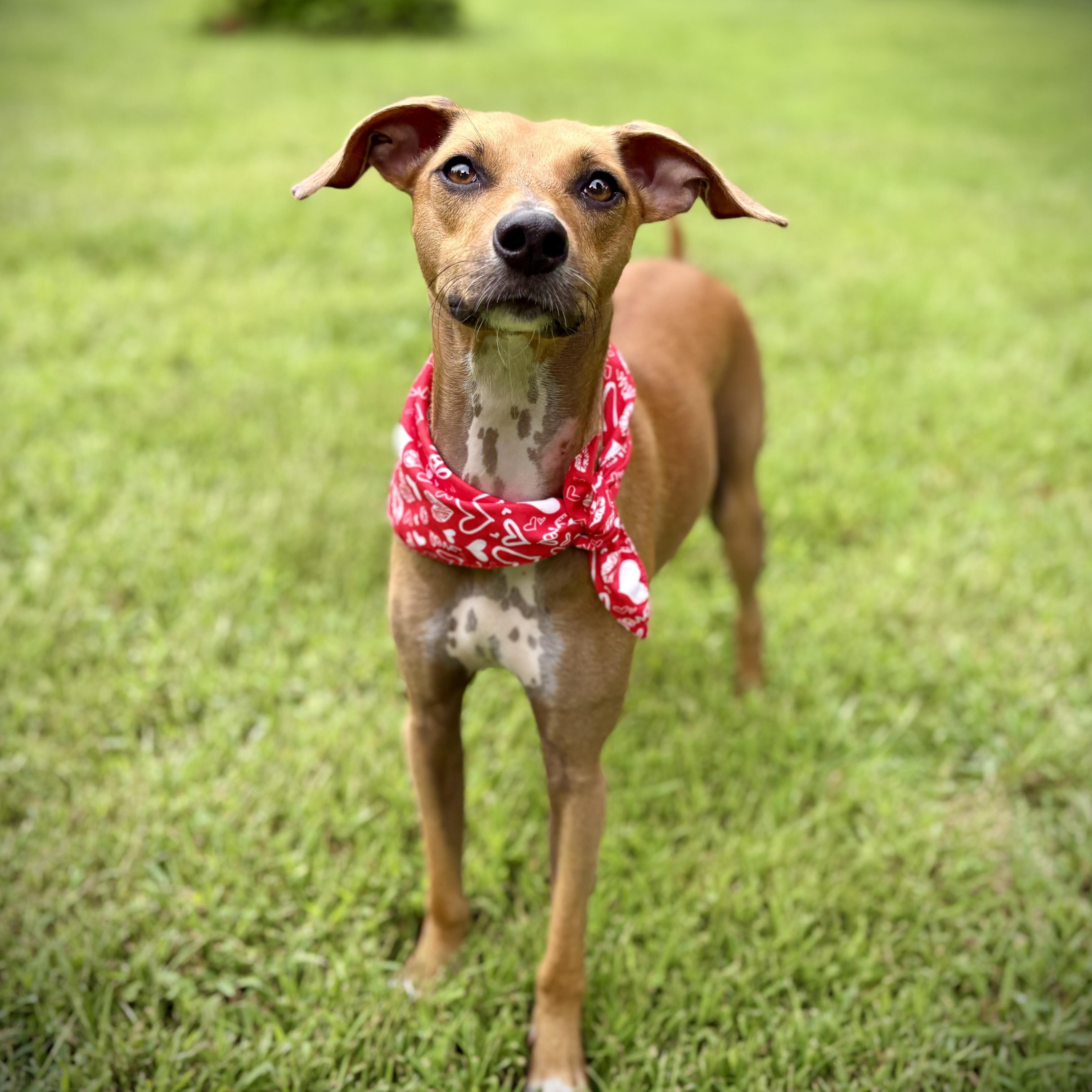 Bambi, an adoptable Whippet, German Pinscher in Prior Lake, MN, 55372 | Photo Image 7
