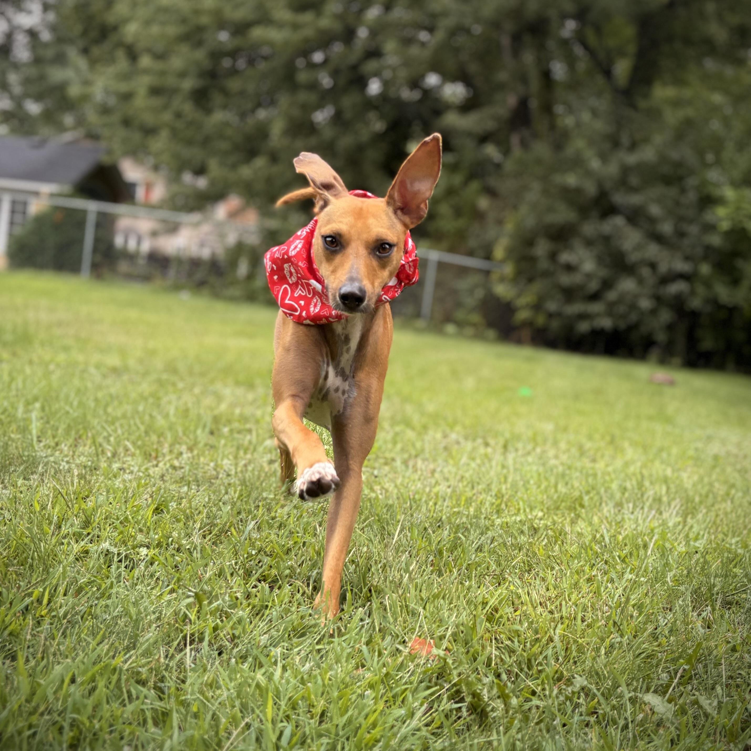 Bambi, an adoptable Whippet, German Pinscher in Prior Lake, MN, 55372 | Photo Image 3