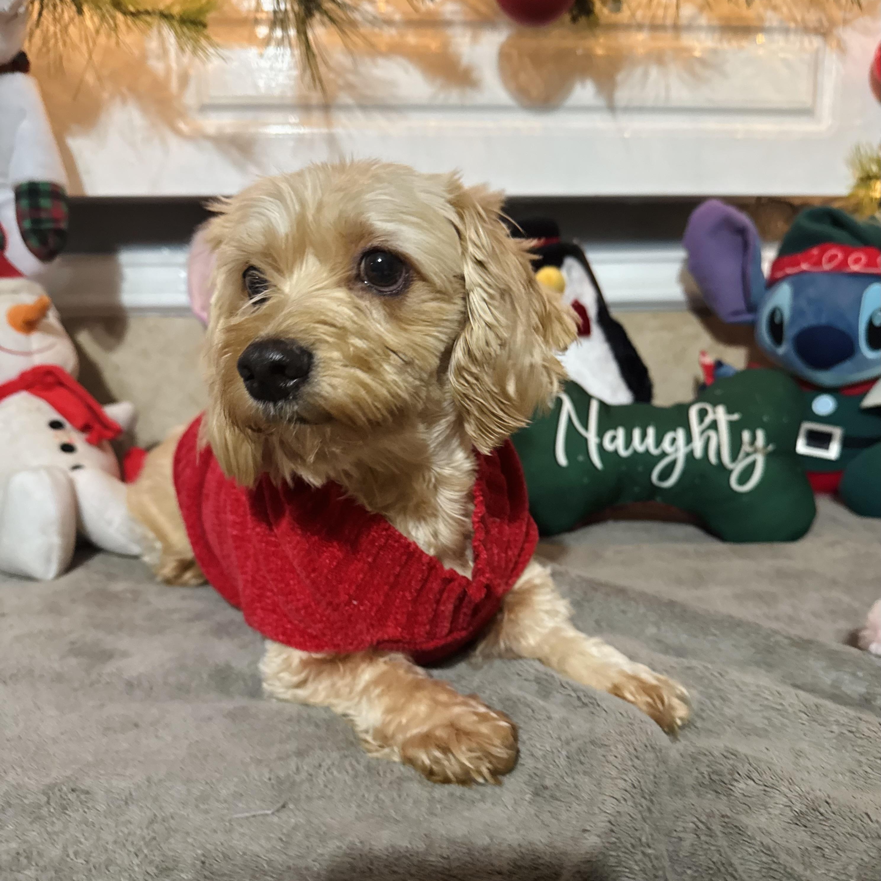 Chanel, an adopted mixed breed in Virginia Beach, VA image 3/5