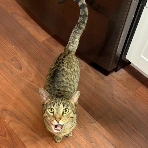 Enlarge Paco Taco, a Adoptable Domestic Short Hair in Boerne, TX image 2/3