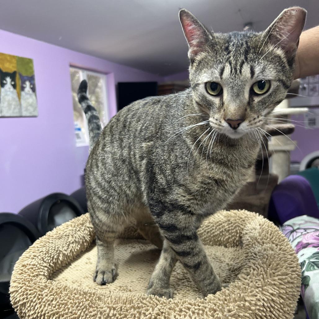 Enlarge Paco Taco, a Adoptable Domestic Short Hair in Boerne, TX image 3/3