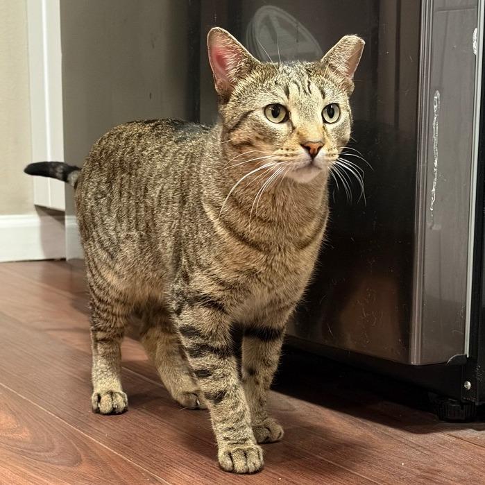 Enlarge Paco Taco, a Adoptable Domestic Short Hair in Boerne, TX image 1/3