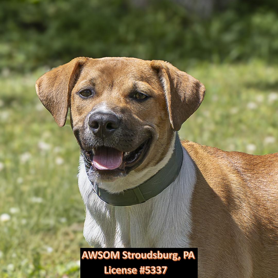 Enlarge Cookie Monster, a Adoptable mixed breed in Stroudsburg, PA image 2/2