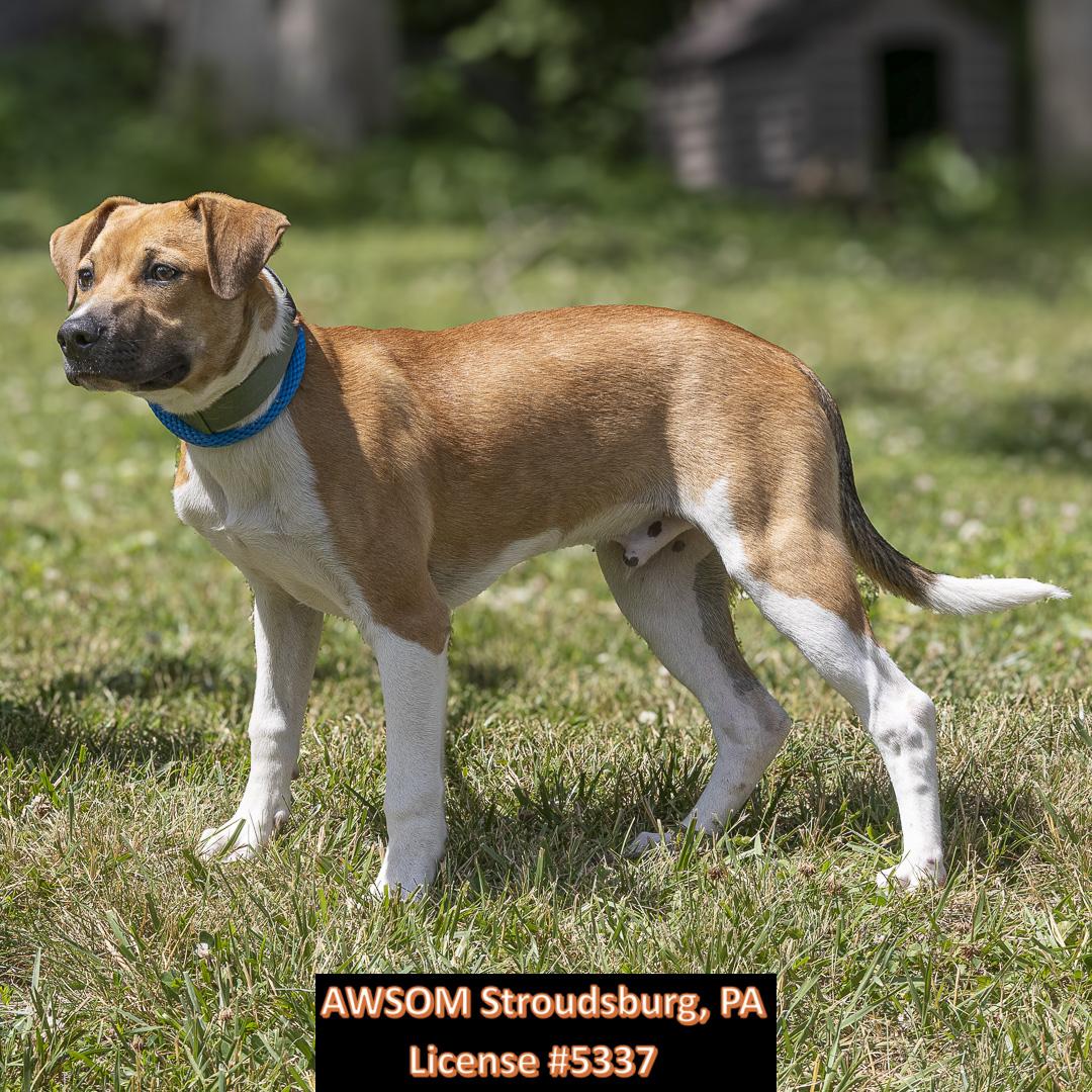 Enlarge Cookie Monster, a Adoptable mixed breed in Stroudsburg, PA image 1/2