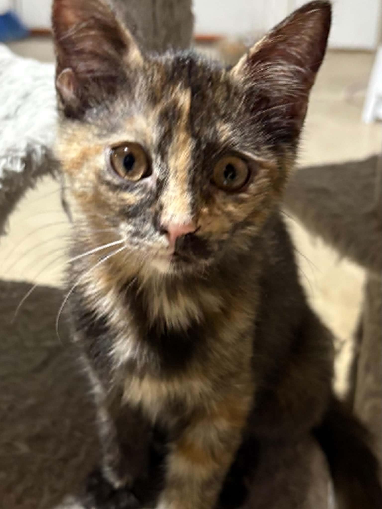 Enlarge Freya, a ADOPTABLE Domestic Short Hair in Herculaneum, MO image 1/1