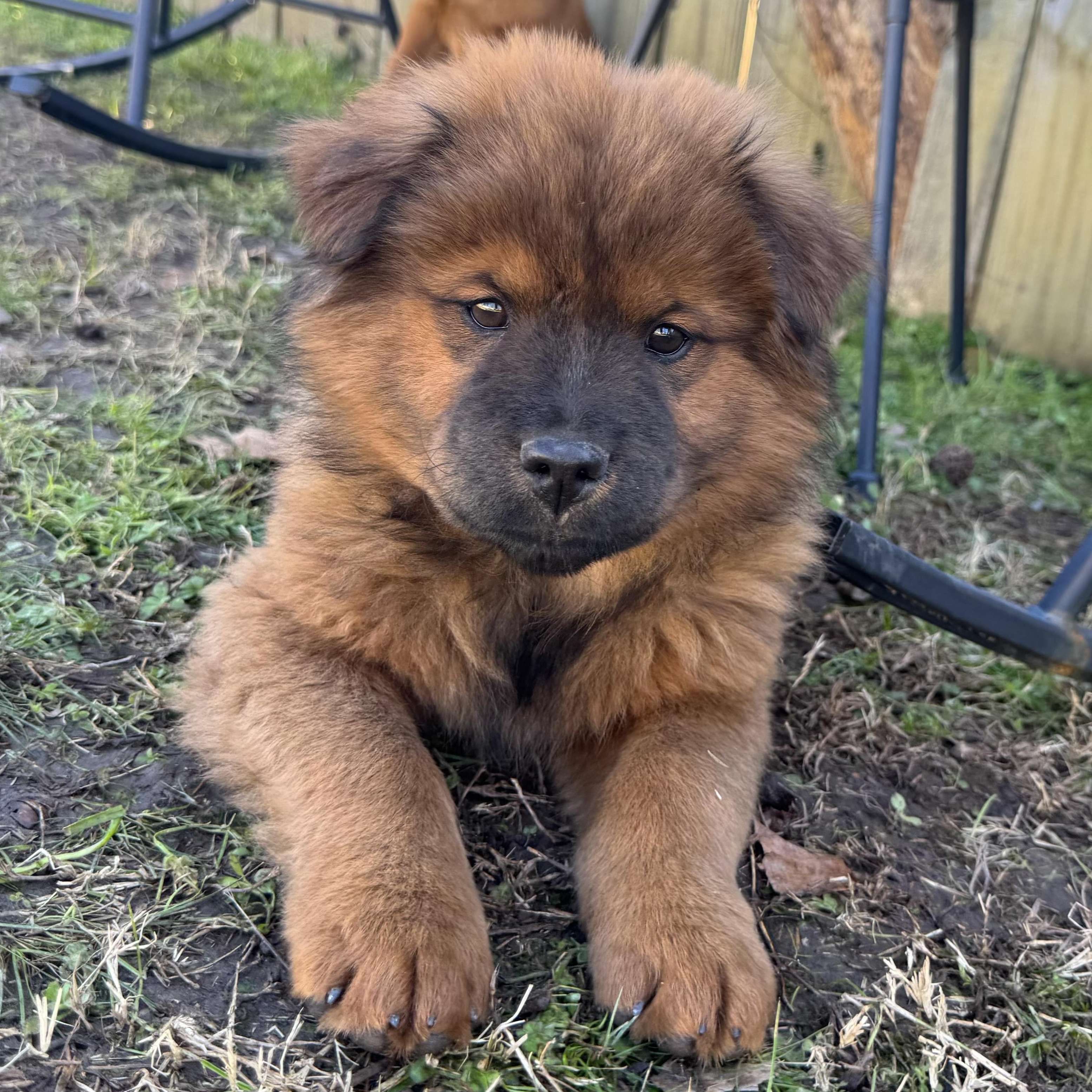 Goose — thumbnail 2