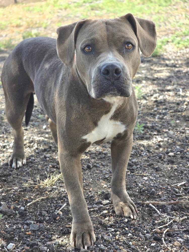 Delilah HW+, Adoptable, Adult Female Pit Bull Terrier.