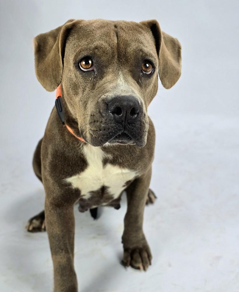 Delilah HW+, a Adoptable mixed breed in Sedalia, CO image 2/6