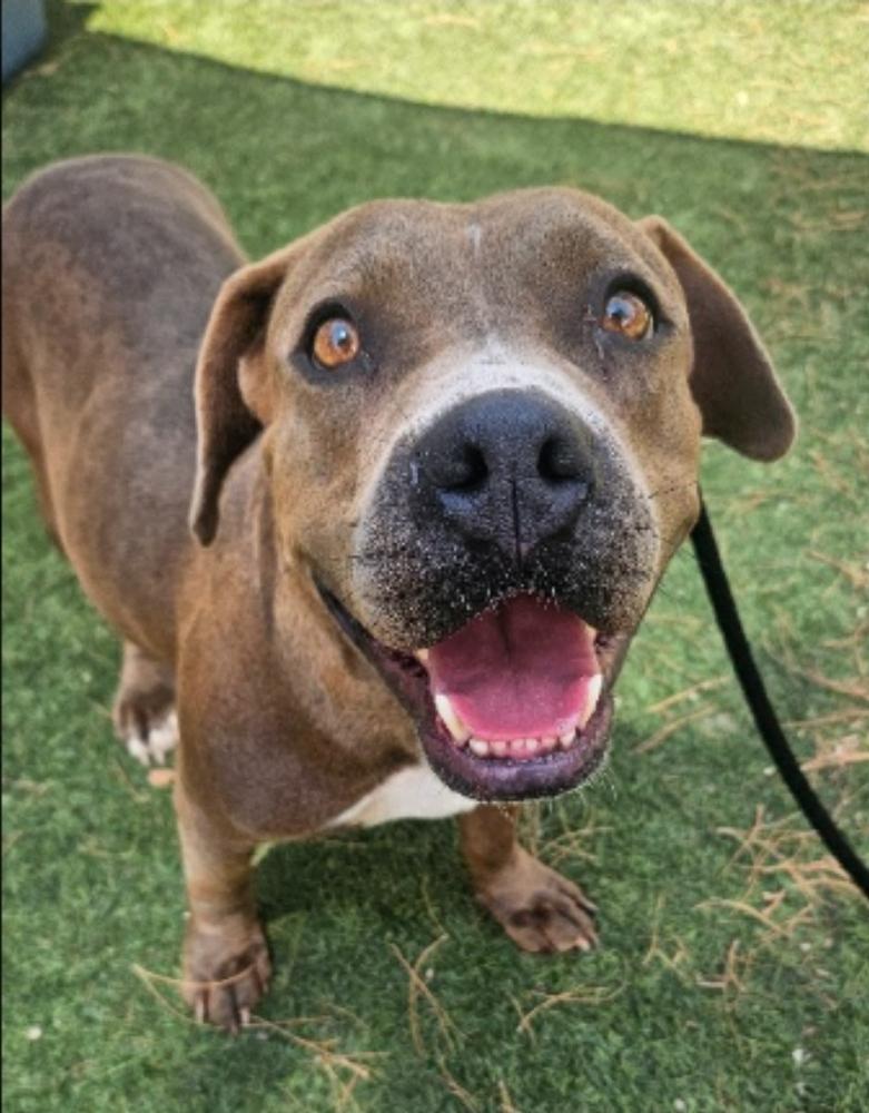 Delilah HW+, a Adoptable mixed breed in Sedalia, CO image 3/6
