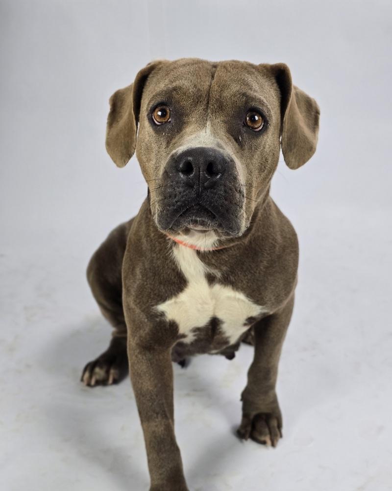 Delilah HW+, a Adoptable mixed breed in Sedalia, CO image 4/6