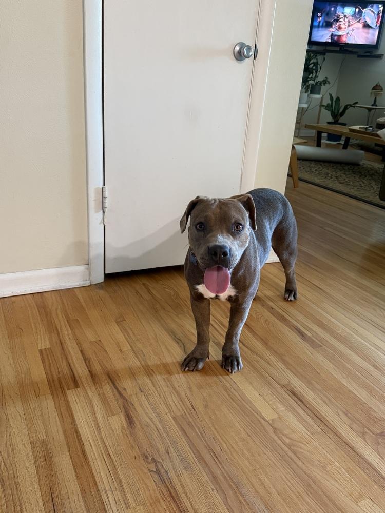 Delilah HW+, a Adoptable mixed breed in Sedalia, CO image 5/6