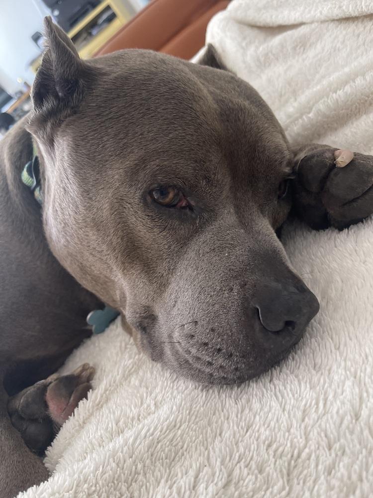 Delilah HW+, a Adoptable mixed breed in Sedalia, CO image 6/6