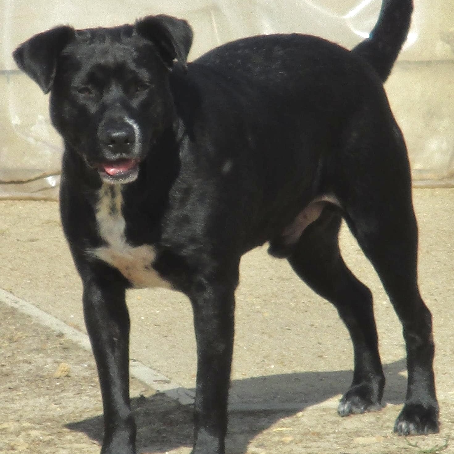 Hutch, a Adoptable mixed breed in Southaven , MS image 2/3