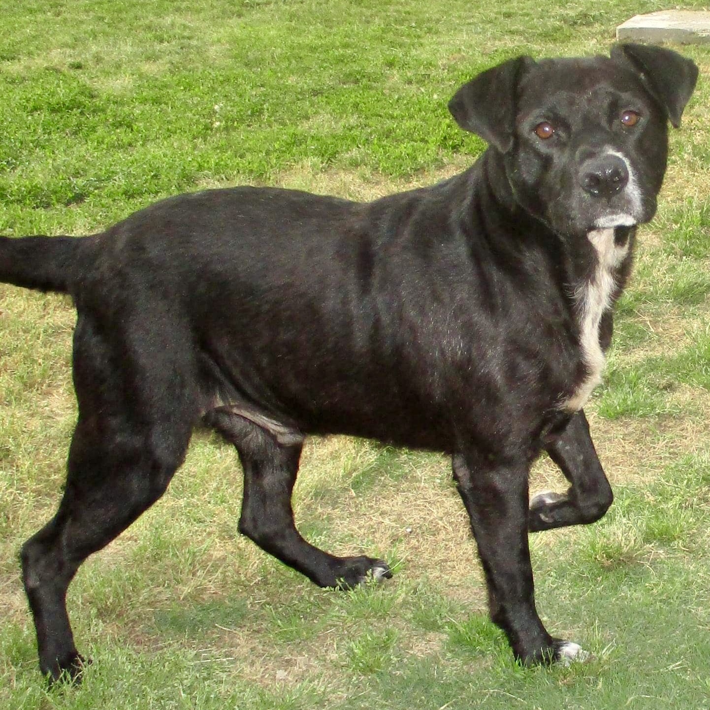 Hutch, Adoptable, Adult Male Black Labrador Retriever.