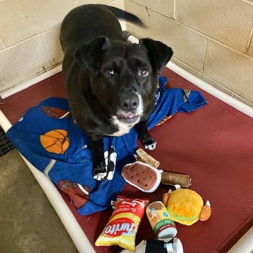 Hutch, a Adoptable mixed breed in Southaven , MS image 3/3