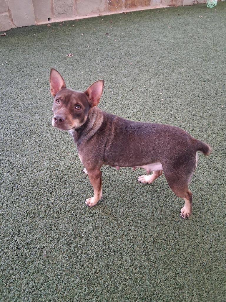 Martha May, Adoptable, Adult Female Australian Kelpie.