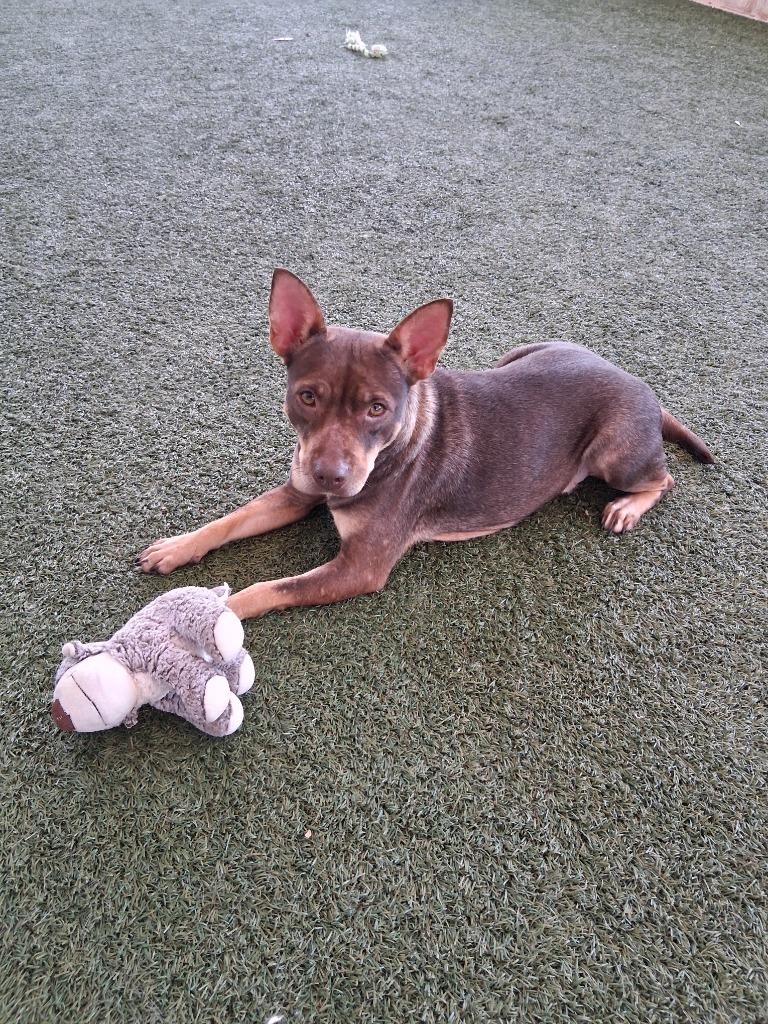 Enlarge Martha May, a Adoptable mixed breed in Seguin, TX image 2/3