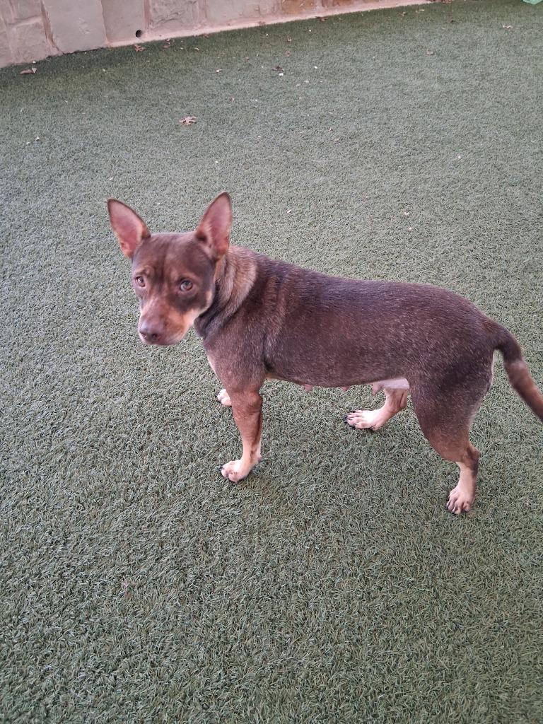 Enlarge Martha May, a Adoptable mixed breed in Seguin, TX image 3/3