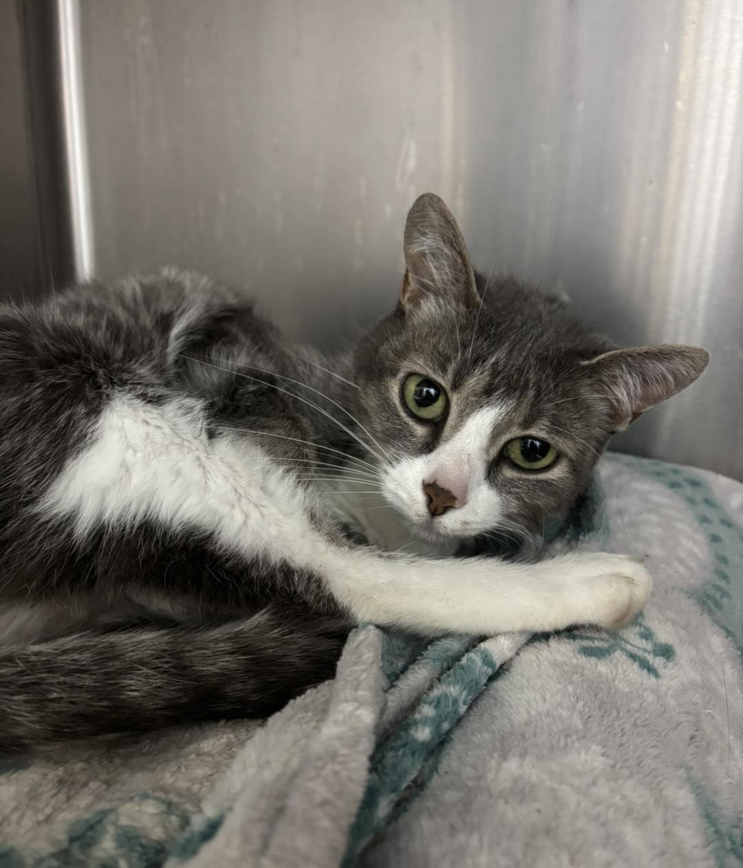 Enlarge Ronni, a ADOPTABLE Domestic Short Hair in Stillwater, OK image 2/3