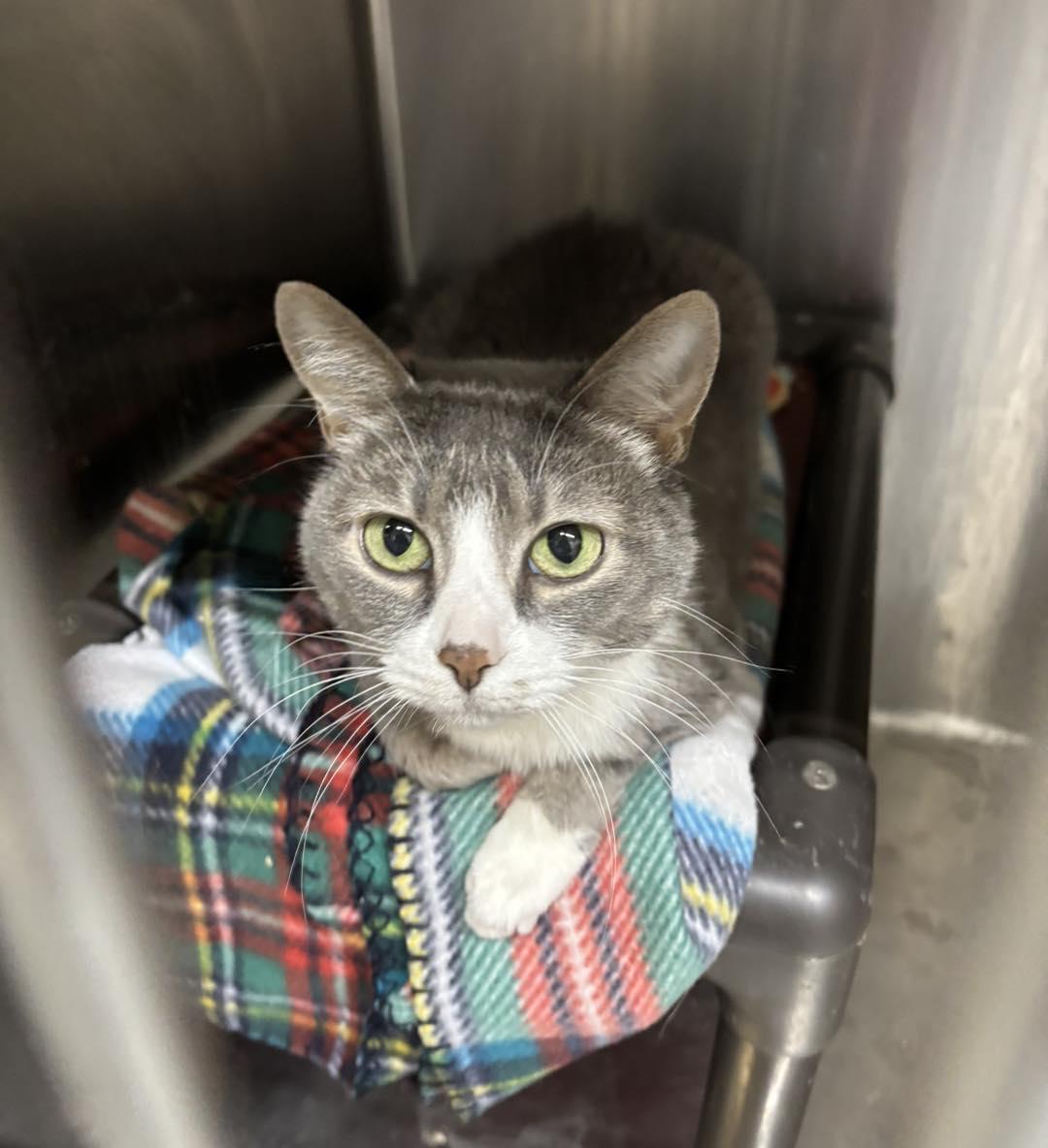 Enlarge Ronni, a ADOPTABLE Domestic Short Hair in Stillwater, OK image 3/3