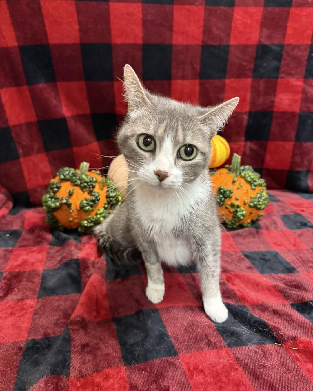 Enlarge Ronni, a ADOPTABLE Domestic Short Hair in Stillwater, OK image 1/3