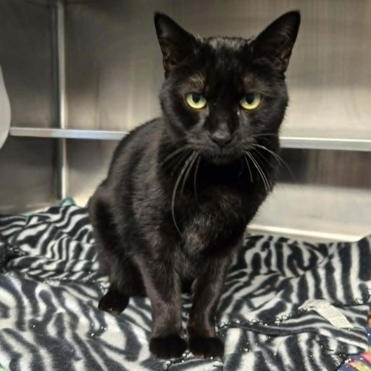 Blissa (At Hooves and Paws), ADOPTABLE, Adult Female Domestic Short Hair.