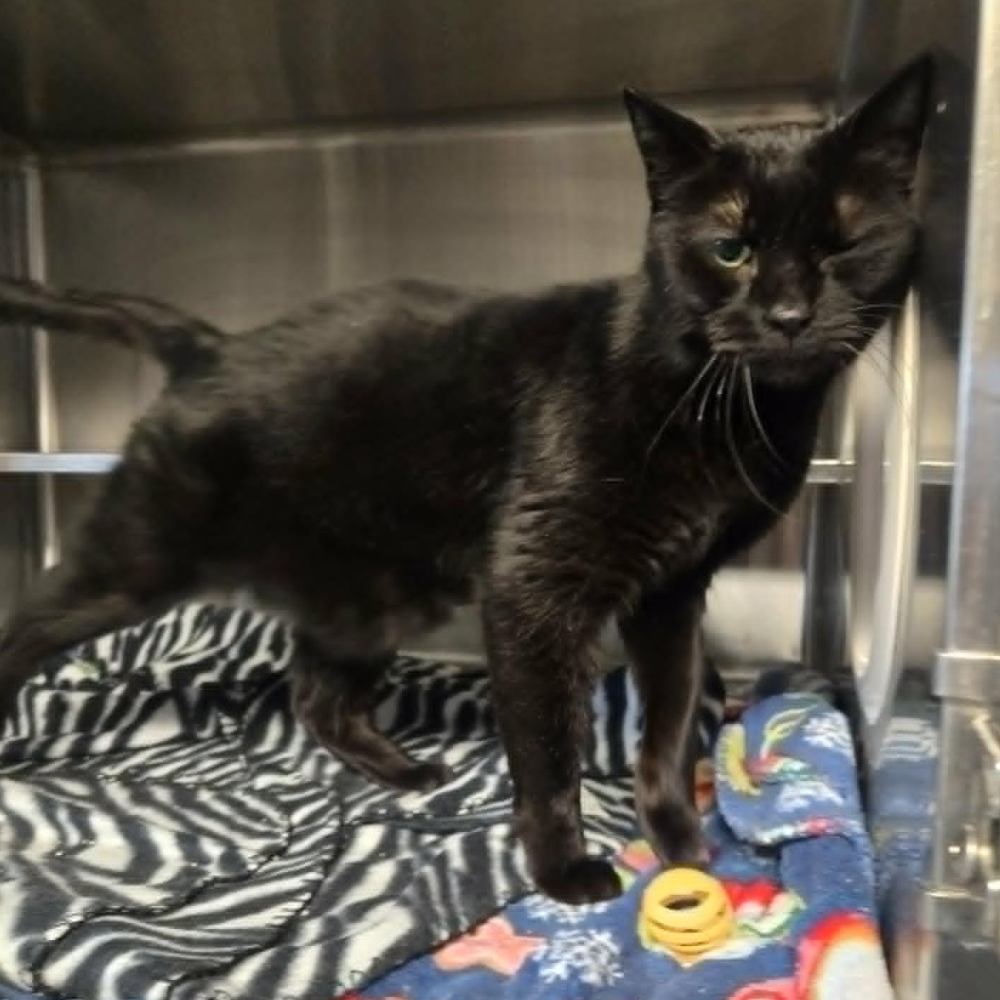 Blissa (At Hooves and Paws), a ADOPTABLE Domestic Short Hair in Watertown, WI image 2/2
