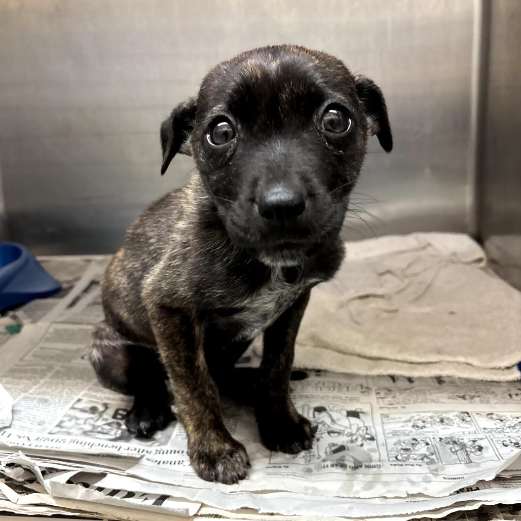 Kona, a Adoptable Mixed Breed in Durham, NC image 1/6