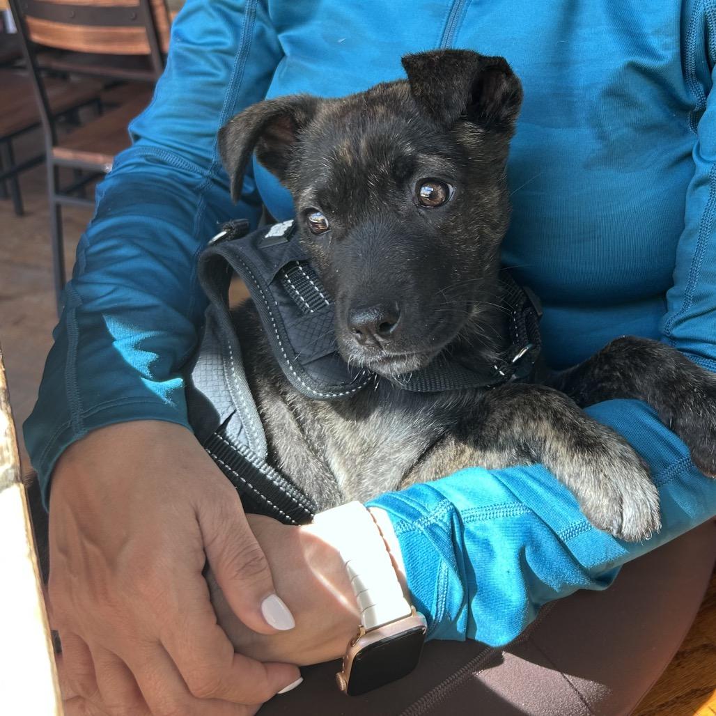 Kona, a Adoptable Mixed Breed in Durham, NC image 2/6