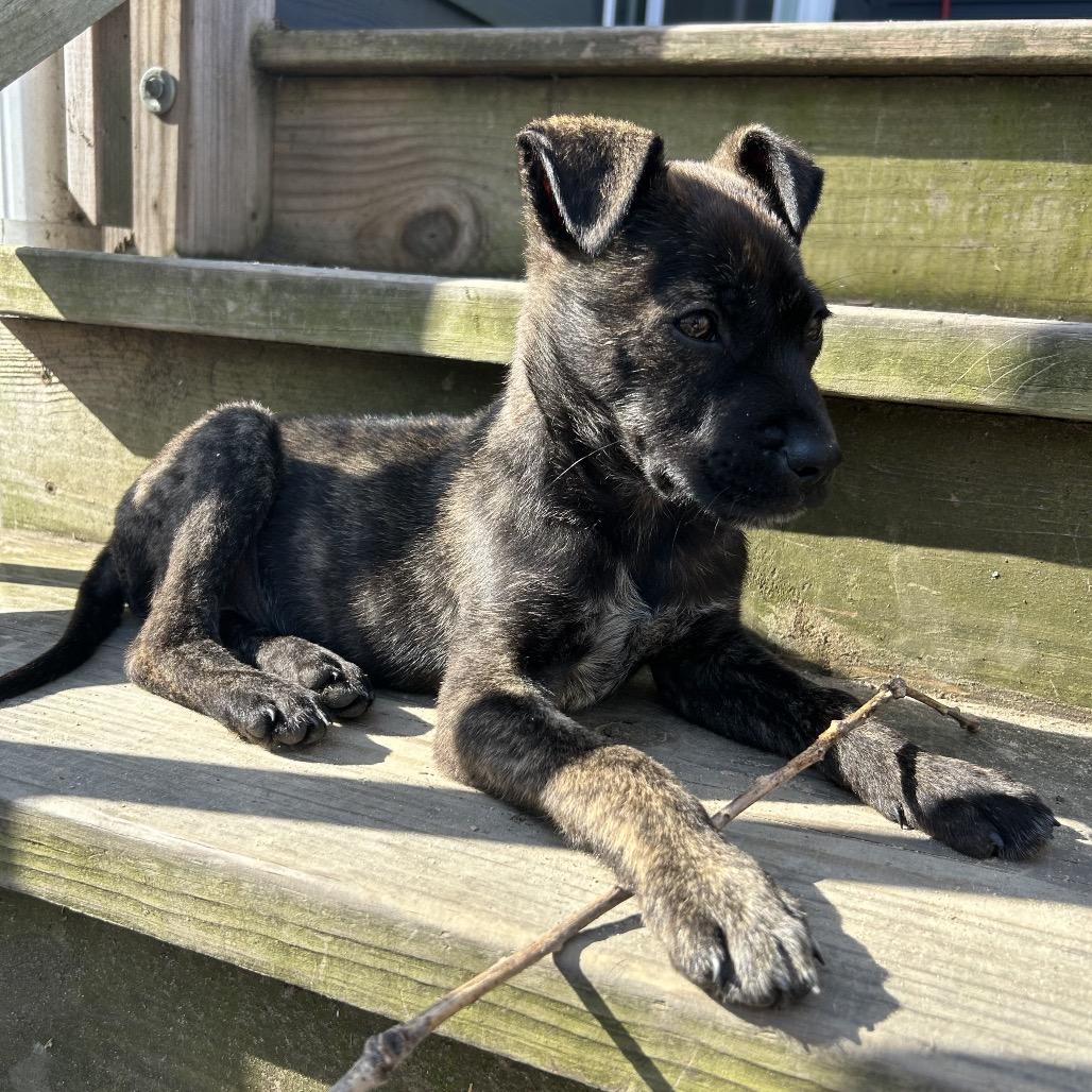 Kona, a Adoptable Mixed Breed in Durham, NC image 3/6