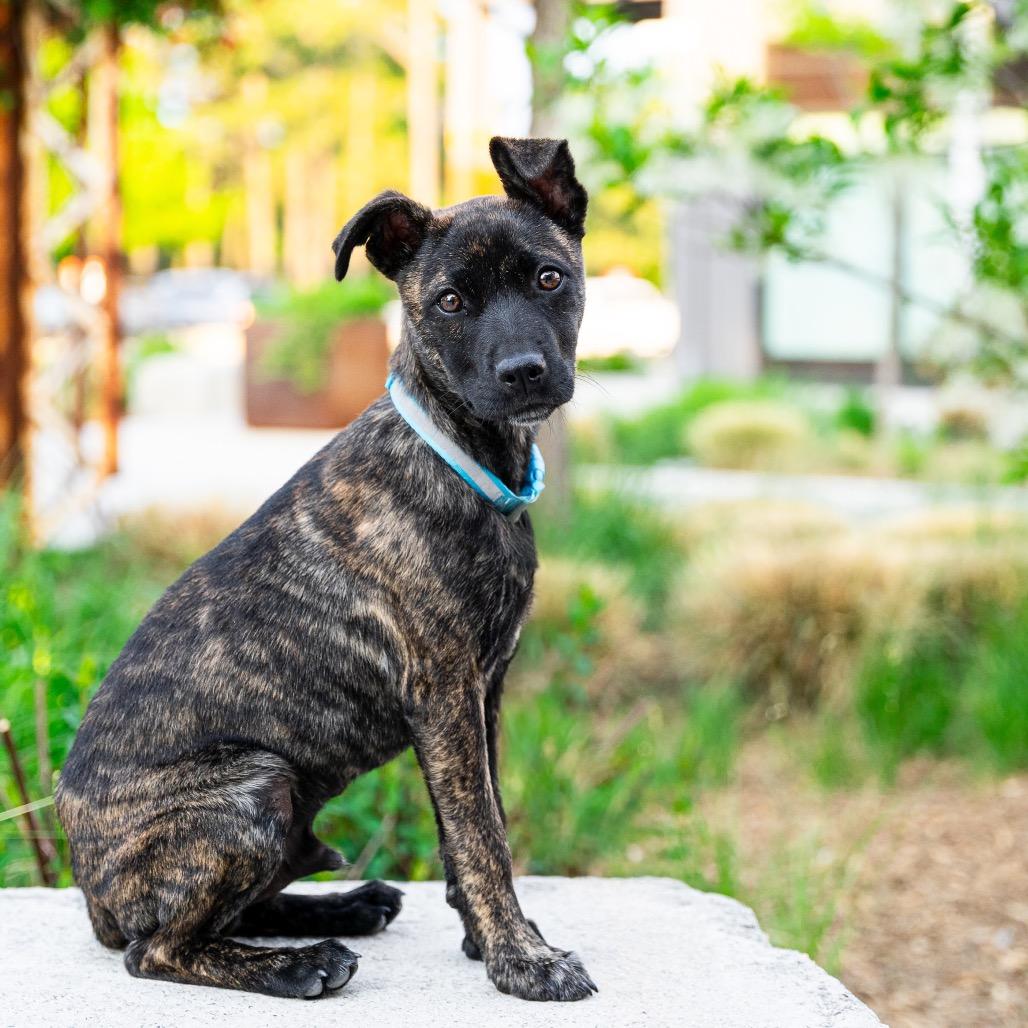 Kona, a Adoptable Mixed Breed in Durham, NC image 4/6