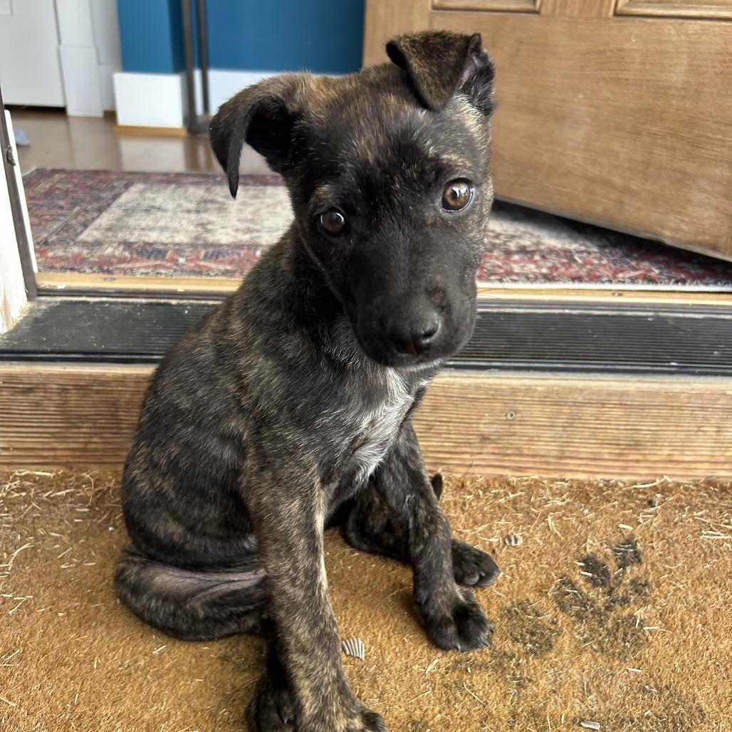 Kona, a Adoptable Mixed Breed in Durham, NC image 5/6