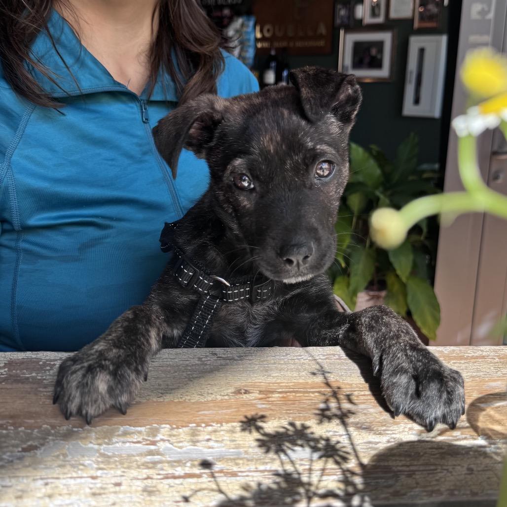 Kona, a Adoptable Mixed Breed in Durham, NC image 6/6