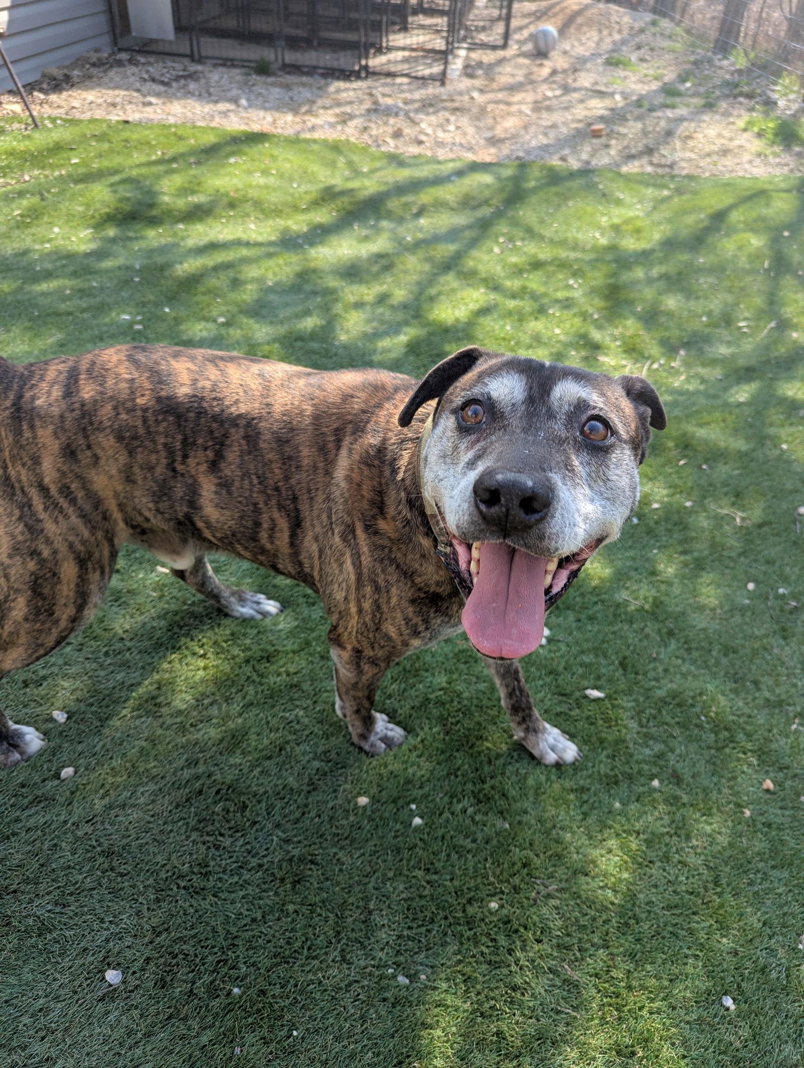 Sampson, Adoptable, Adult Male Shepherd.