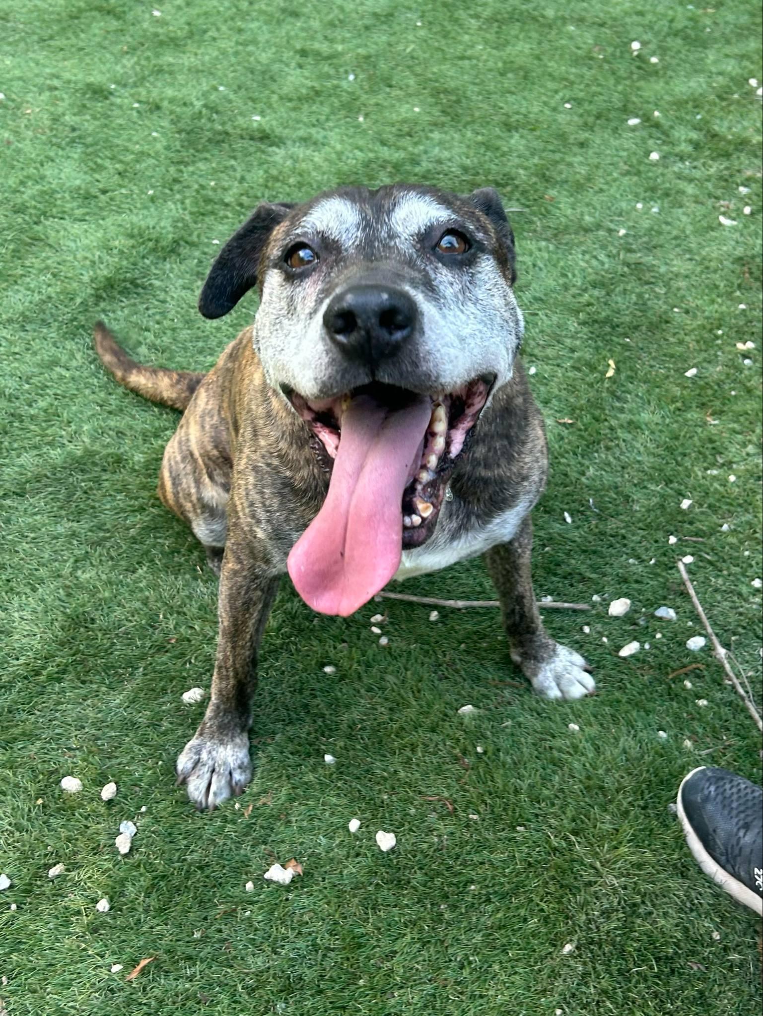 Sampson, a Adoptable Shepherd in Calhoun, GA image 2/6