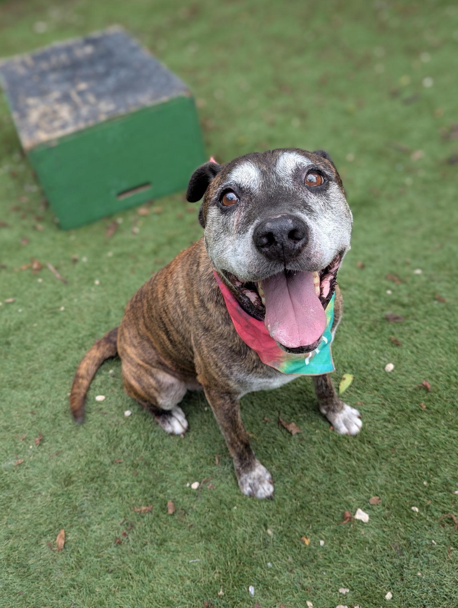 Sampson, a Adoptable Shepherd in Calhoun, GA image 3/6