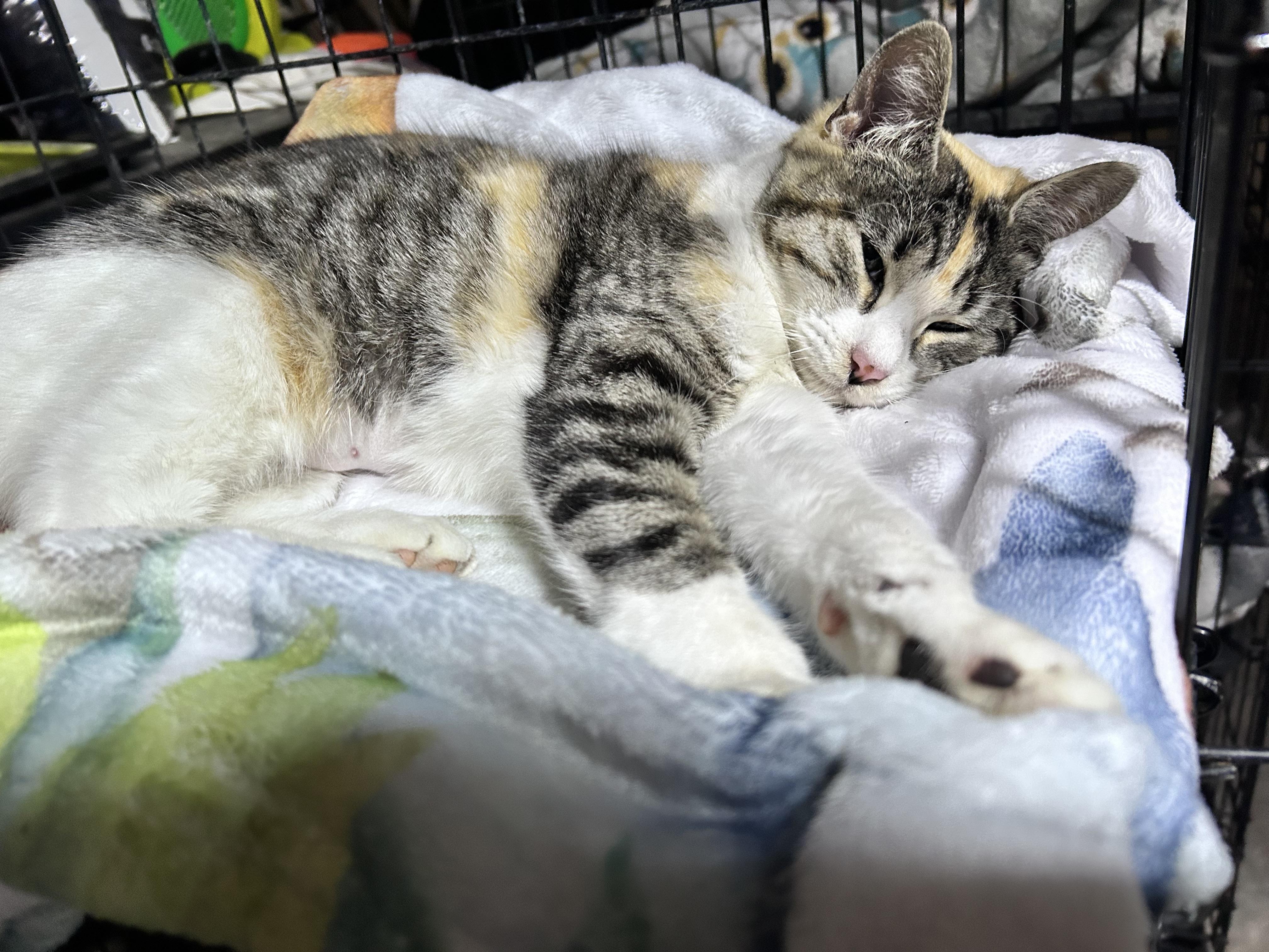 Binx, ADOPTABLE, Young Female Domestic Short Hair.