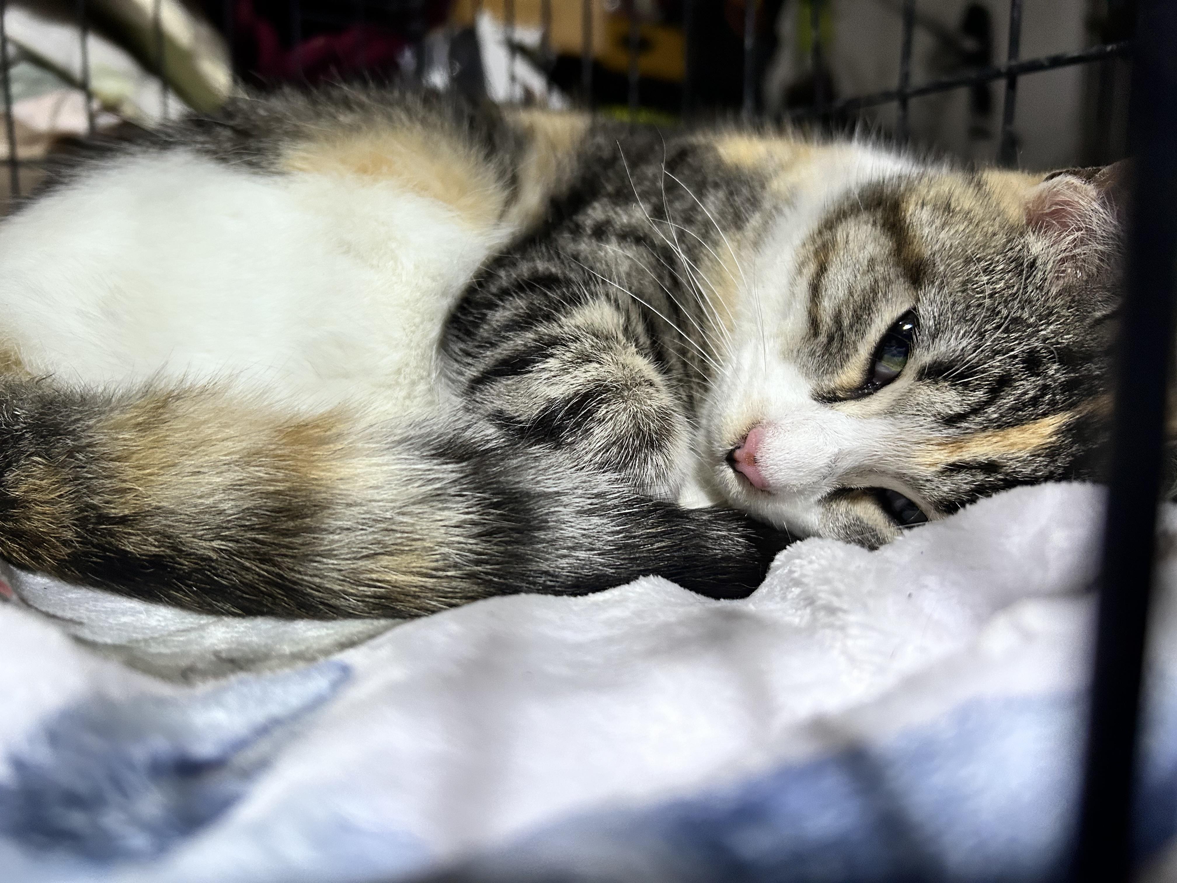 Binx, a ADOPTABLE Domestic Short Hair in Newborn, GA image 2/3