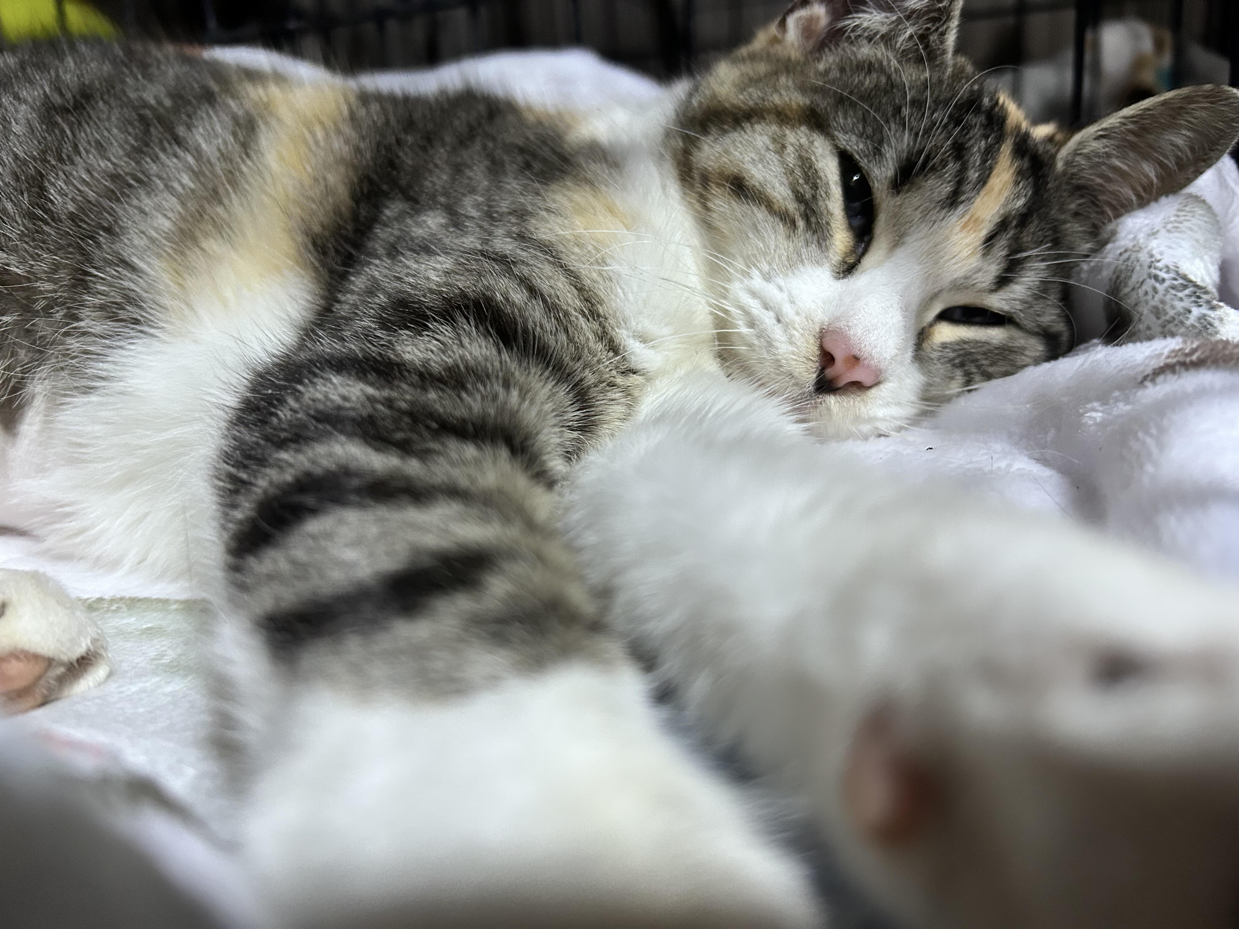 Binx, a ADOPTABLE Domestic Short Hair in Newborn, GA image 3/3
