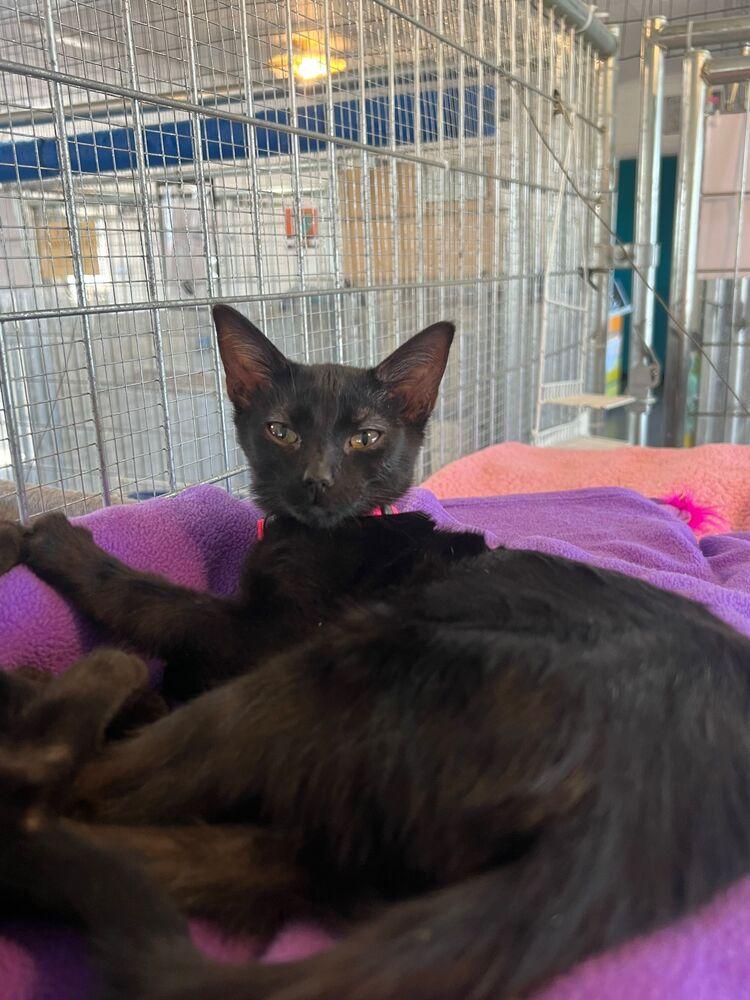 Jam, a Adoptable Domestic Short Hair in McPherson, KS image 2/4