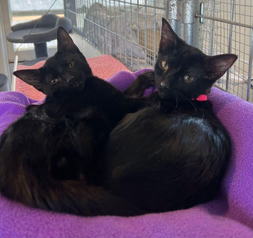 Jam, a Adoptable Domestic Short Hair in McPherson, KS image 4/4