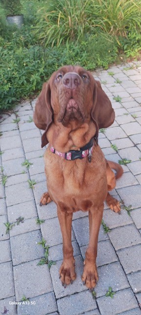 Tilly, adopted, Adult Female Bloodhound.