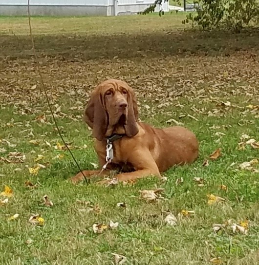 Enlarge Tilly, an adopted Bloodhound in Washington, NJ image 2/2