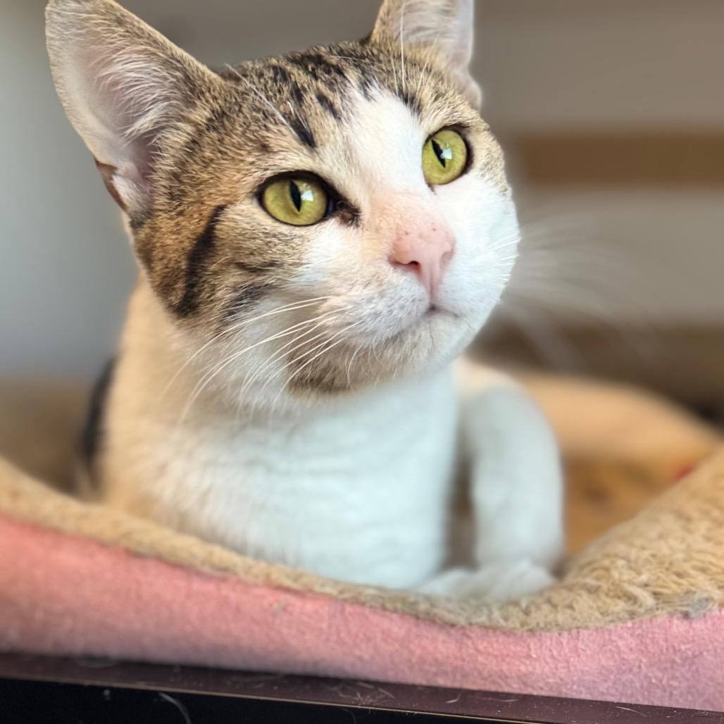 Mayhem, Adoptable, Young Female Domestic Short Hair.