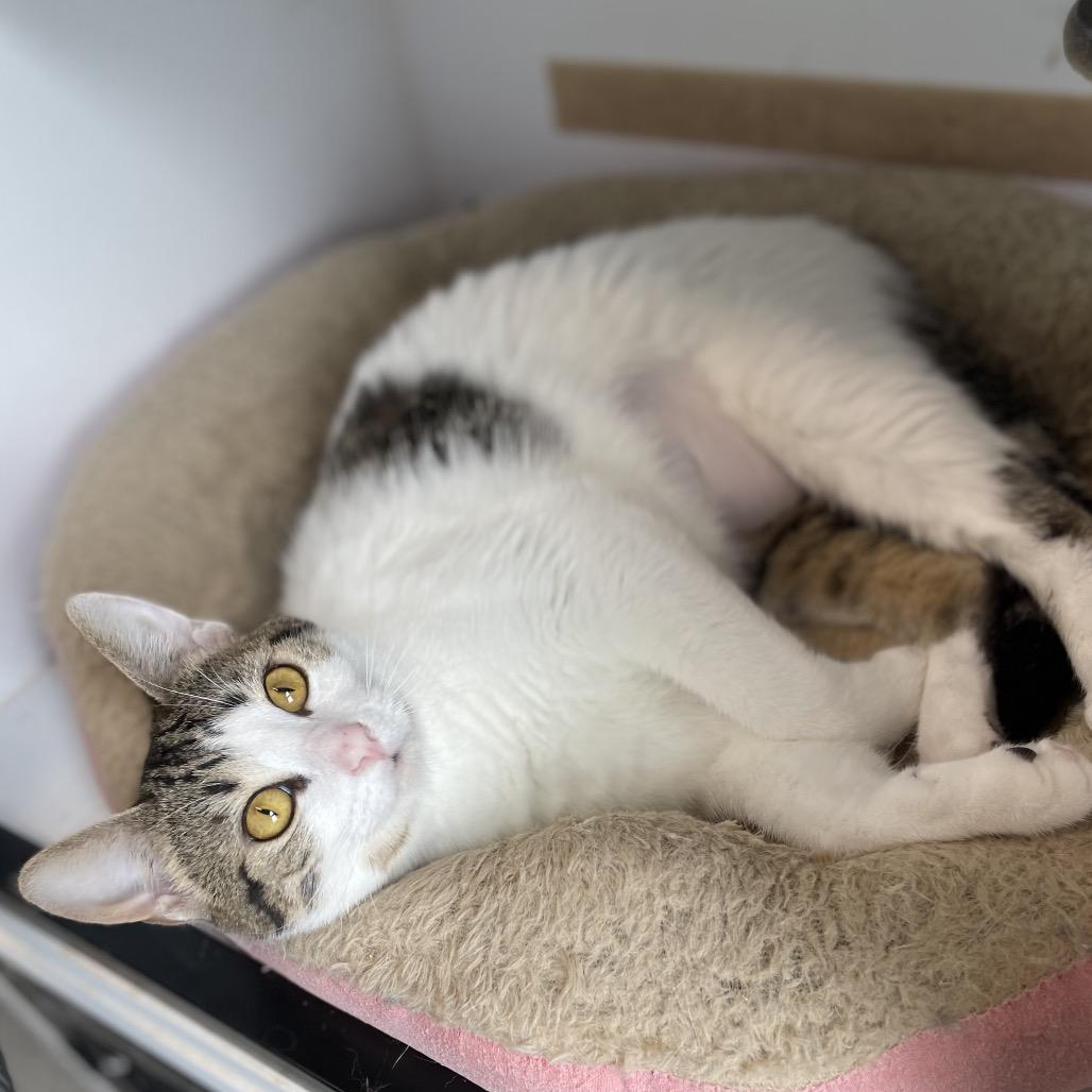 Enlarge Mayhem, a Adoptable Domestic Short Hair in North Battleford, SK image 2/6