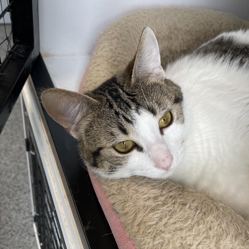 Enlarge Mayhem, a Adoptable Domestic Short Hair in North Battleford, SK image 3/6