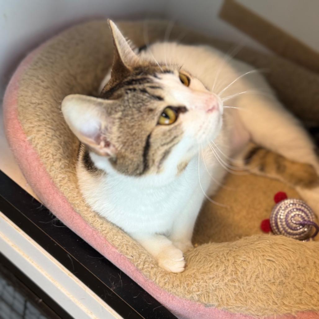 Enlarge Mayhem, a Adoptable Domestic Short Hair in North Battleford, SK image 4/6