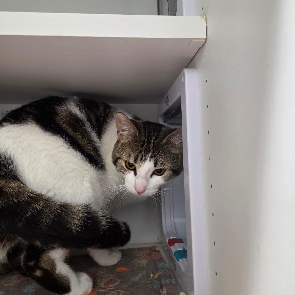 Enlarge Mayhem, a Adoptable Domestic Short Hair in North Battleford, SK image 5/6