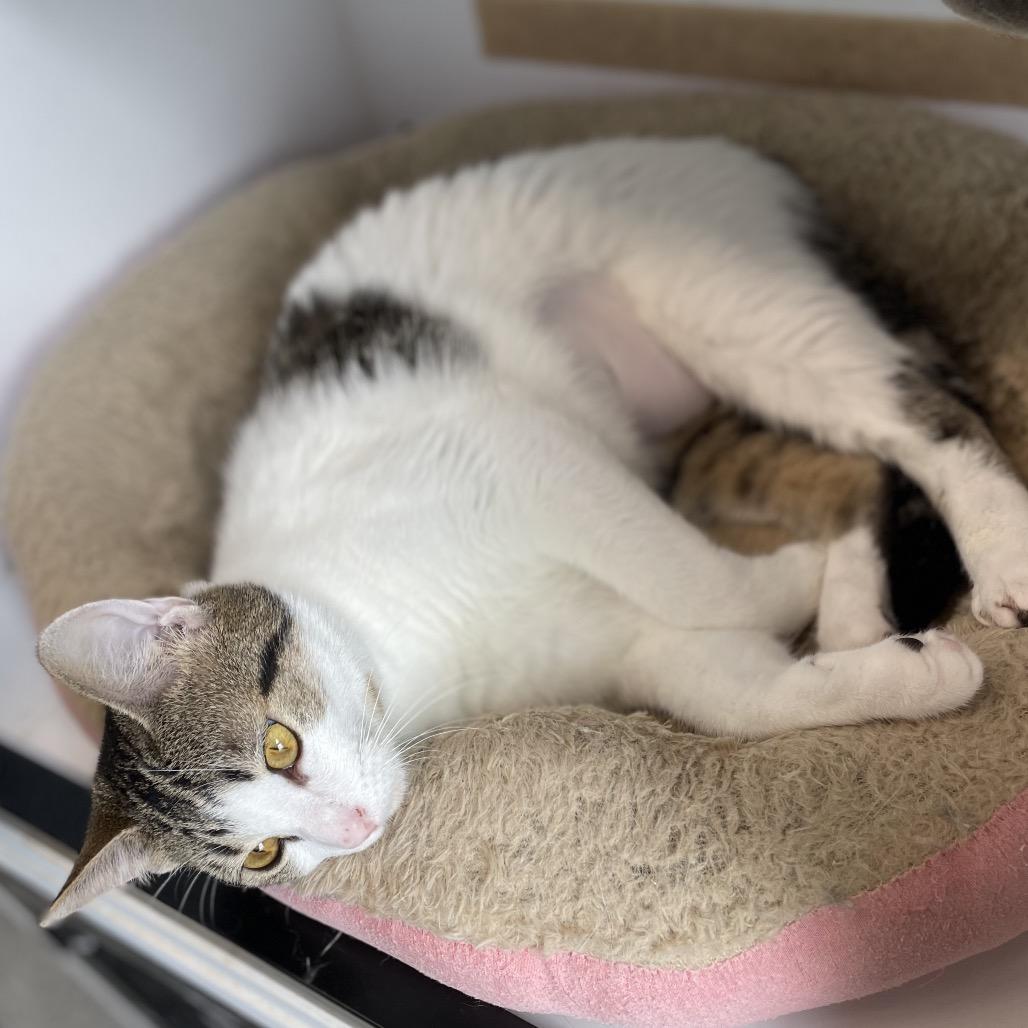 Enlarge Mayhem, a Adoptable Domestic Short Hair in North Battleford, SK image 6/6