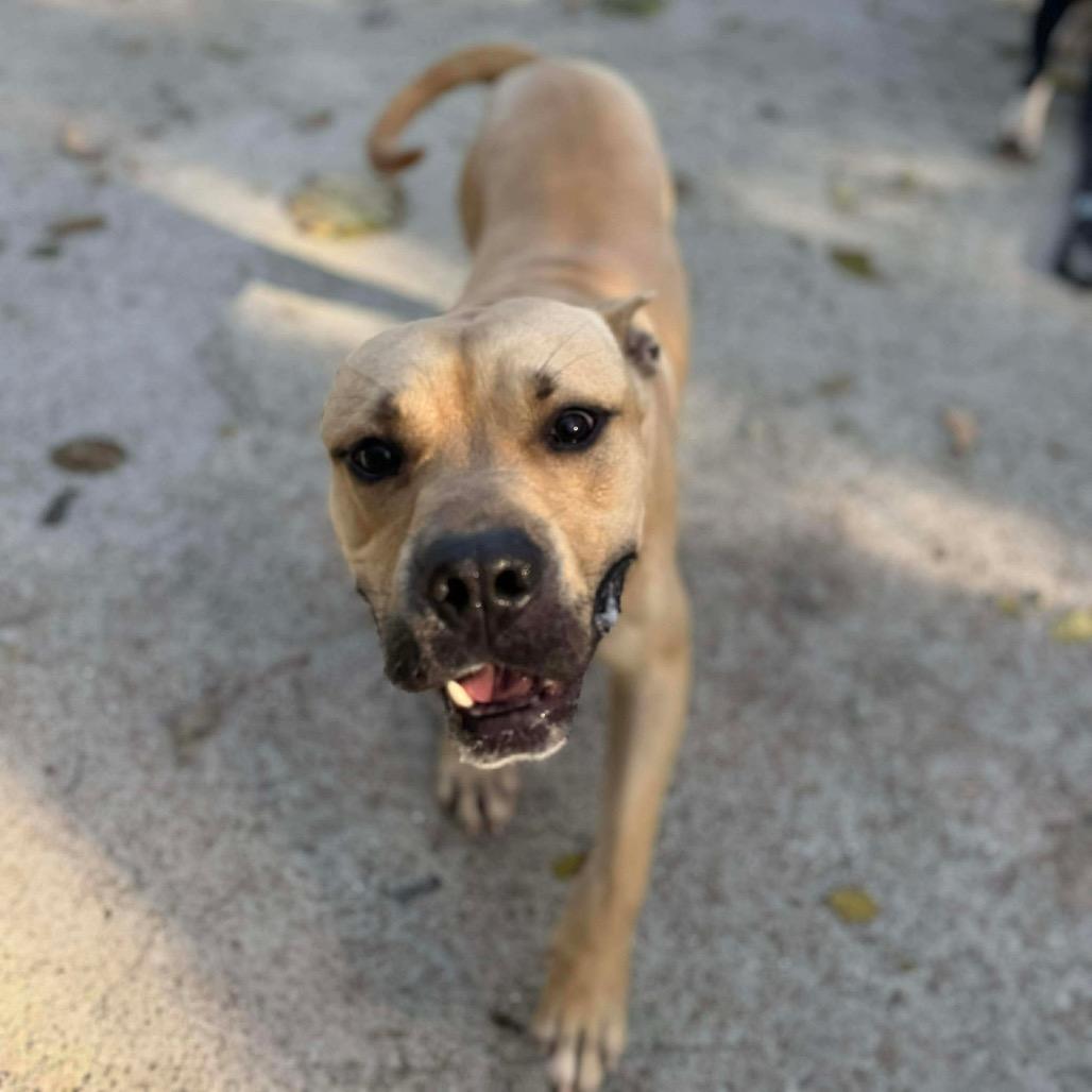 Enlarge Strutter, a Adoptable Mixed Breed in Edwardsville, IL image 2/6